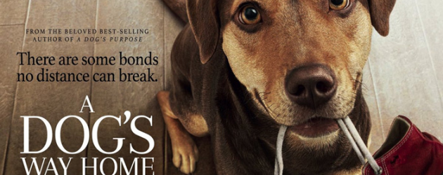 A DOG’S WAY HOME review by Mark Walters – a welcome return of the sweet family film A DOG’S WAY HOME review by Mark Walters – a welcome return of the sweet family film