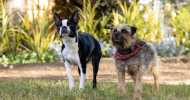 STRAYS review by Mark Walters – Will Ferrell and Jamie Foxx are talking dogs in this raunchy comedy